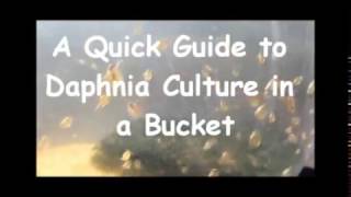 How to culture daphnia outside [upl. by Snowber508]