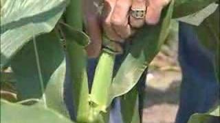 Pollination Methods Corn [upl. by Lavotsirc]