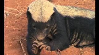 Why honey badger are so fearless [upl. by Aliac927]