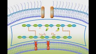 Penicillin Mechanism of Action animation video [upl. by Ama]