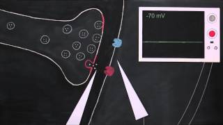 Postsynaptic Potentials [upl. by Martinelli]