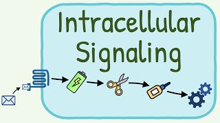 Intracellular Signaling  Second Messenger System [upl. by Melania236]