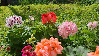 GERANIUM CARE BASICS  GERANIUM TYPES  HOW TO GARDEN [upl. by Forester]