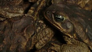 Toxic Bufo Toads are back in SWFL  The invasive toads toxin is deadly for small animals [upl. by Louth162]