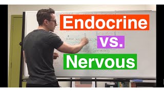 Endocrine system vs Nervous system [upl. by Yarg]