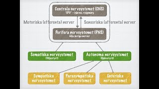 Nervsystemets funktionella indelning [upl. by Anaiek]