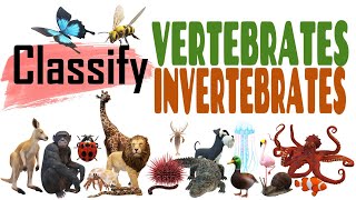 Science Quiz Vertebrate or Invertebrate  ANY 10 [upl. by Patty]