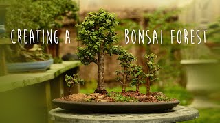 Creating a Portulacaria afra Forest Bonsai  Little Jade Bonsai [upl. by Adlihtam256]