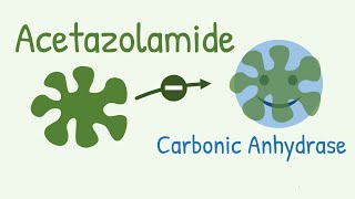 Mechanism of Action of Acetazolamide  a Carbonic Anhydrase Inhibitor [upl. by Caswell]