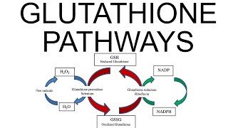 Glutathione Pathways [upl. by O'Rourke]