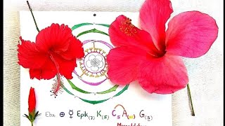 Hibiscus rosasinensis  vs and dissection of flower amp construction of floral diagram and formula [upl. by Aneer]