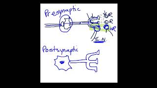 Presynaptic vs Postsynaptic Inhibition [upl. by Hnao656]