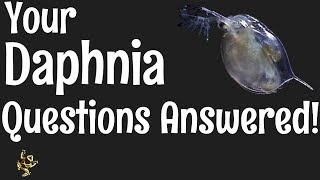 Daphnia Questions Answered [upl. by Henig]