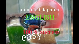 daphnia moina culture Easy way Unlimited production English  with sub Green water Chlorella [upl. by Francesca65]