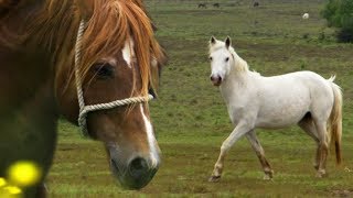 Stallion Reintroduced to Mares  BBC Earth Explore [upl. by Laen]