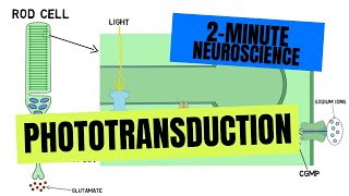 2Minute Neuroscience Phototransduction [upl. by Anirual]