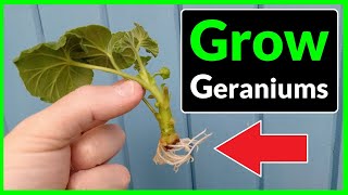 How to Grow Geraniums from Cuttings Complete Process [upl. by Nollad419]