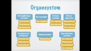 Vävnader organ och organsystem [upl. by Ludwig]