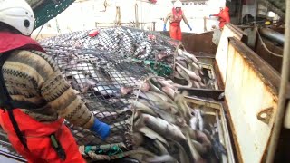 Fishing and Processing on a Freezing Trawler [upl. by Rogovy]