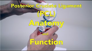 Anterior Cruciate LigamentACL  Anatomy and Functions [upl. by Judus]