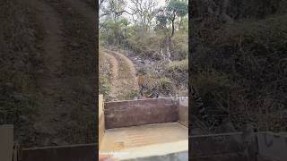 Close Encounter in sariska tiger reserve [upl. by Wixted871]