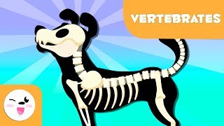 Vertebrate Animals for kids  Introduction [upl. by Sami]