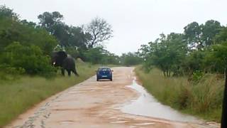 Kruger National Park elephant attack goes viral [upl. by Brok]