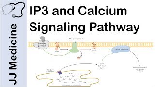 Inositol Triphosphate IP3 and Calcium Signaling Pathway  Second Messenger System [upl. by Aynat337]