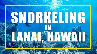 Lanai Snorkelling From Maui with Trilogy [upl. by Eornom922]