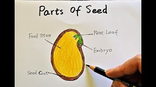 Parts of Seed Drawing [upl. by Crissy]