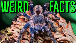 10 STRANGE Tarantulas FACTS You Wont Believe [upl. by Corrianne]