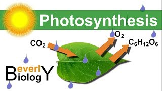 Photosynthesis in detail [upl. by Khalsa973]