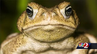 Deadly Bufo toads spotted in Central Florida [upl. by Ekrub102]