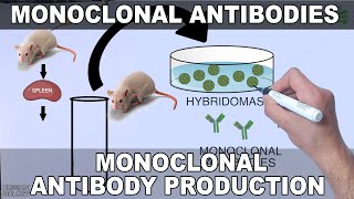 Monoclonal Antibodies and its Production [upl. by Mariya]