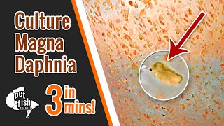 How to culture DAPHNIA MAGNA  The easy way [upl. by Athallia]