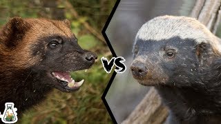 WOLVERINE VS HONEY BADGER  Who Would Win [upl. by Ramahs]