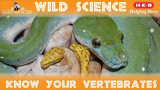 WILD SCIENCE Classifying Vertebrates [upl. by Wurster]