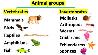 Animal groups  Vertebrates amp invertebrates [upl. by Alin]