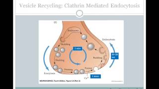 SJSU Neurophysiology Lecture 6  Synaptic Transmission [upl. by Aitam]