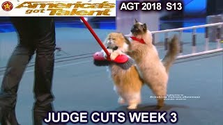 The Savitsky Cats FULL PERFORMANCE New Cats amp Tricks Americas Got Talent 2018 Judge Cuts 3 AGT [upl. by Gorski569]