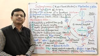 Diabetes Mellitus Part10 Mechanism of Action of Sulfonylurease  Antidiabetic Drugs  Diabetes [upl. by Ignace173]