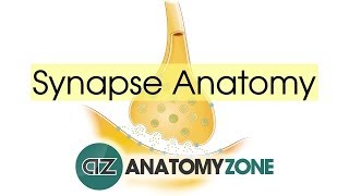 Synapse Structure  Neuroanatomy Basics [upl. by Ylac567]