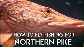 Pike Fly Fishing Basics [upl. by Arihsaj]