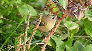 Schnäpper Kleiber Baumläufer Zaunkönige und Goldhähnchen [upl. by Nwahsir]