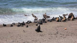 Punta Tombo Argentina Patagonia [upl. by Kile]