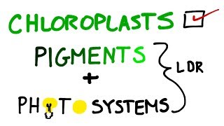 Chloroplasts Pigments And Photosystems in Photosynthesis [upl. by Aillil994]