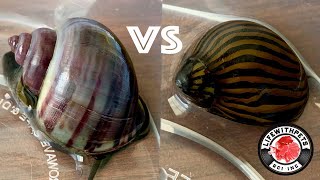 Which Snail is BEST at Removing Algae [upl. by Calle]