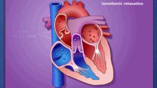 Comprendre la Systole et diastole [upl. by Royden]