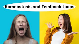 Homeostasis and NegativePositive Feedback [upl. by Eecyak]