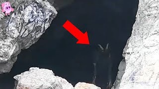 10 Mysterious Creatures Caught on Camera [upl. by Milks]